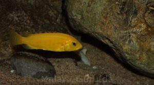 Labidochromis caeruleus